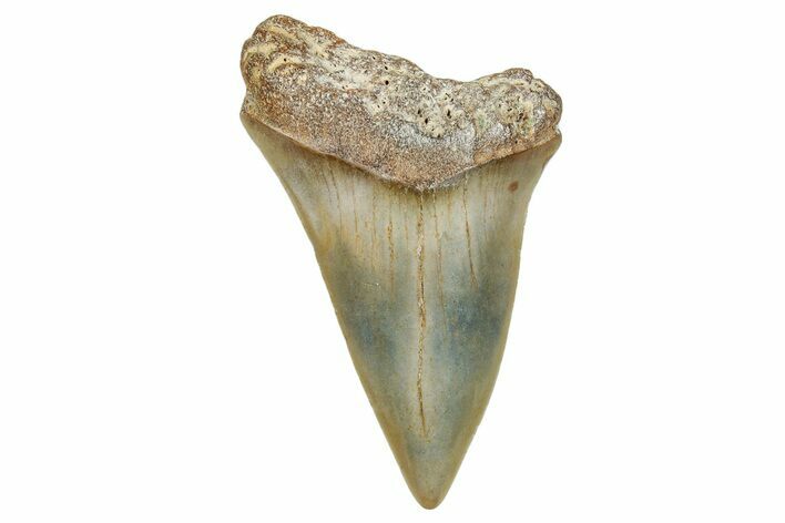 Fossil Broad-Toothed Mako Shark Tooth - North Carolina #272980